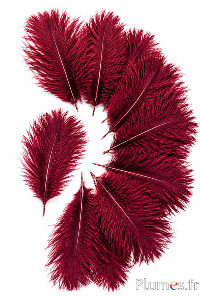 Struisvogel Bellies -8-13 cm - bordeaux